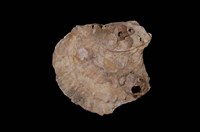 藏品(牡蠣)的圖片